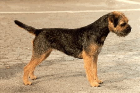 BORDER TERRIER 